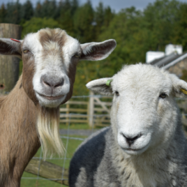 Sheep & Goats